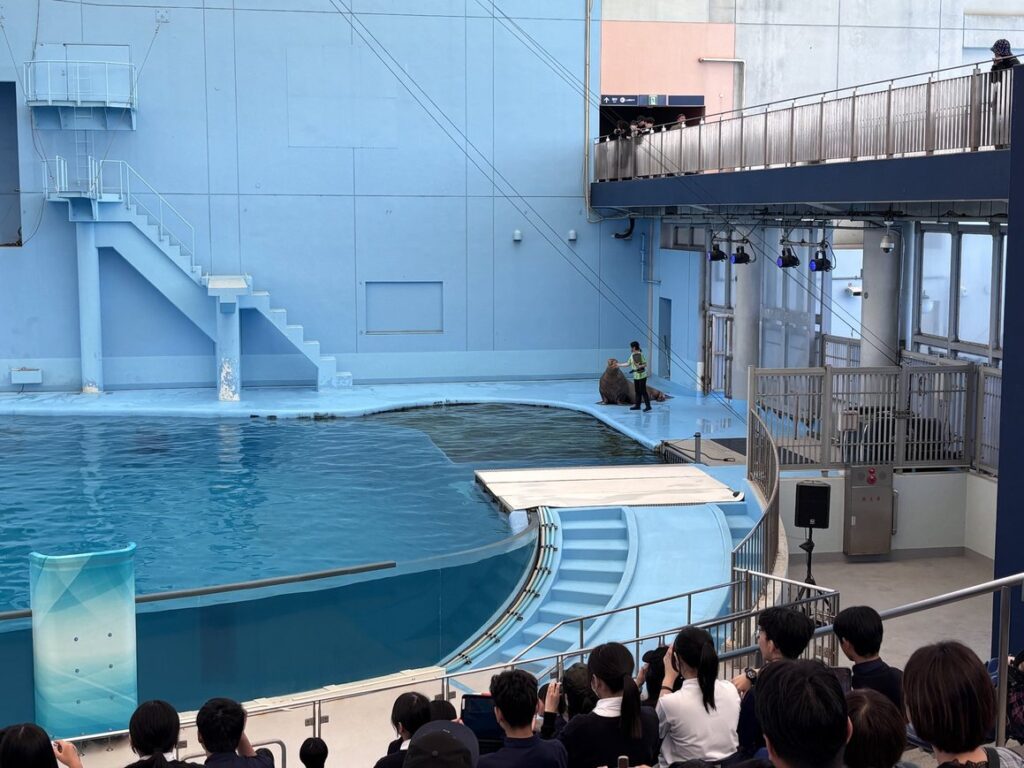横浜八景島シーパラダイスで「アニマルライフライブ」のショーに出るセイウチ